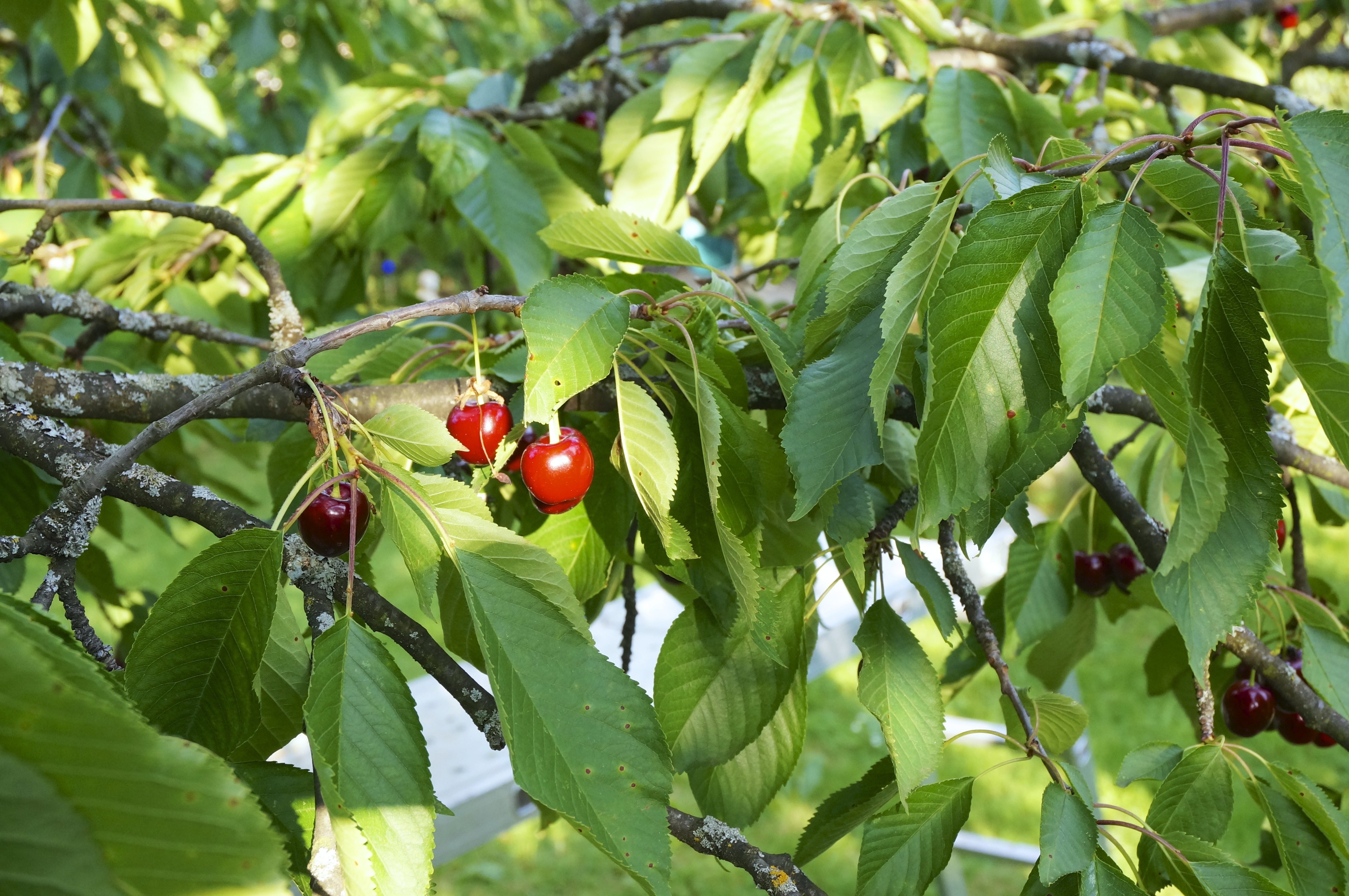 Ripe fruit, cherries